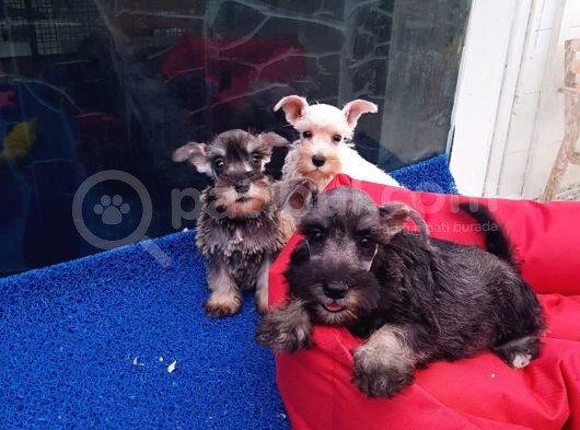 Köpek Çi̇ftli̇ği̇ Orji̇nal Schnauzer Yavrular görsel