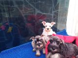 KÖPEK ÇİFTLİĞİ ORJİNAL SCHNAUZER YAVRULAR