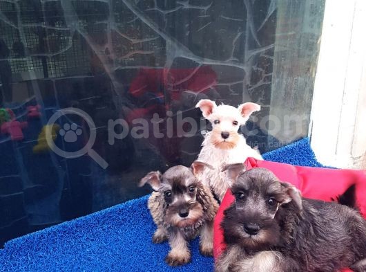 Köpek Çi̇ftli̇ği̇ Orji̇nal Schnauzer Yavrular