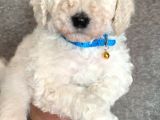 Üreti̇ci̇den Orji̇nal Standart Poodle Yavrular