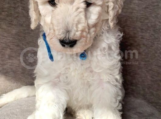 Üreti̇ci̇den Orji̇nal Standart Poodle Yavrular görsel