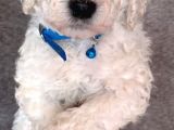 Üreti̇ci̇den Orji̇nal Standart Poodle Yavrular