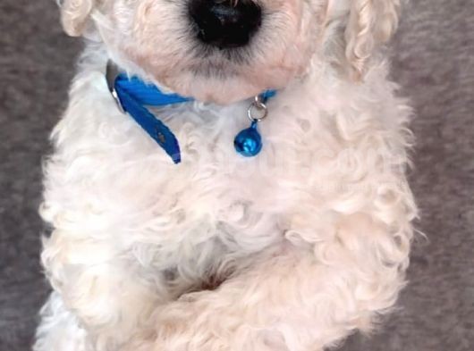 Üreti̇ci̇den Orji̇nal Standart Poodle Yavrular görsel
