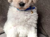 Üreti̇ci̇den Orji̇nal Standart Poodle Yavrular