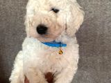 ÜRETİCİDEN ORJİNAL STANDART POODLE YAVRULAR