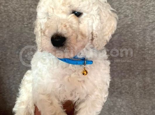 Üreti̇ci̇den Orji̇nal Standart Poodle Yavrular