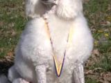 Üreti̇ci̇den Orji̇nal Standart Poodle Yavrular