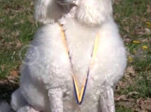 Üreti̇ci̇den Orji̇nal Standart Poodle Yavrular görsel