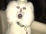 Üreti̇ci̇den Orji̇nal Standart Poodle Yavrular