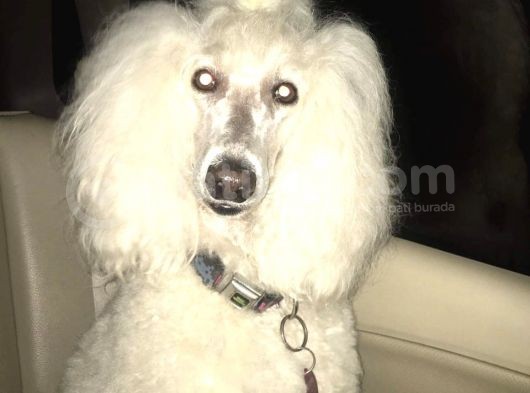 Üreti̇ci̇den Orji̇nal Standart Poodle Yavrular görsel