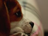 Köpek Üreti̇m Çi̇ftli̇ği̇ Beagle Yavrular