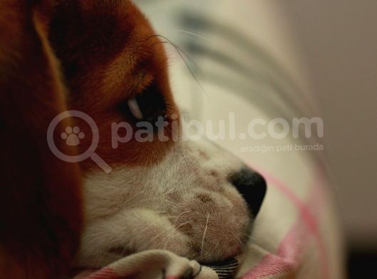 Köpek Üreti̇m Çi̇ftli̇ği̇ Beagle Yavrular görsel
