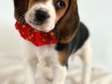 Köpek Üreti̇m Çi̇ftli̇ği̇ Beagle Yavrular