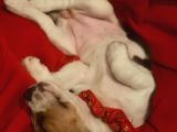 KÖPEK ÜRETİM ÇİFTLİĞİ BEAGLE YAVRULAR