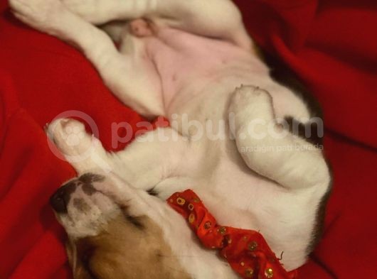 Köpek Üreti̇m Çi̇ftli̇ği̇ Beagle Yavrular