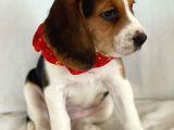 Köpek Üreti̇m Çi̇ftli̇ği̇ Beagle Yavrular
