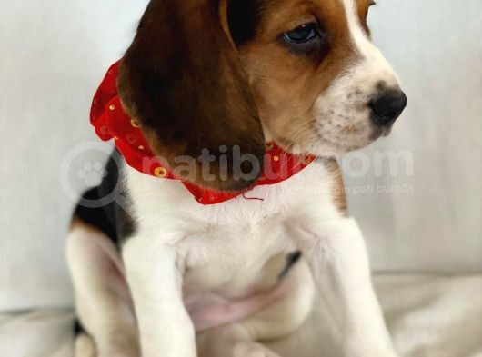 Köpek Üreti̇m Çi̇ftli̇ği̇ Beagle Yavrular görsel