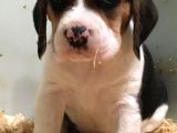 Köpek Üreti̇m Çi̇ftli̇ği̇ Beagle Yavrular