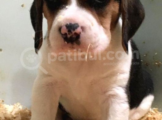 Köpek Üreti̇m Çi̇ftli̇ği̇ Beagle Yavrular görsel