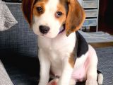 Köpek Üreti̇m Çi̇ftli̇ği̇ Beagle Yavrular