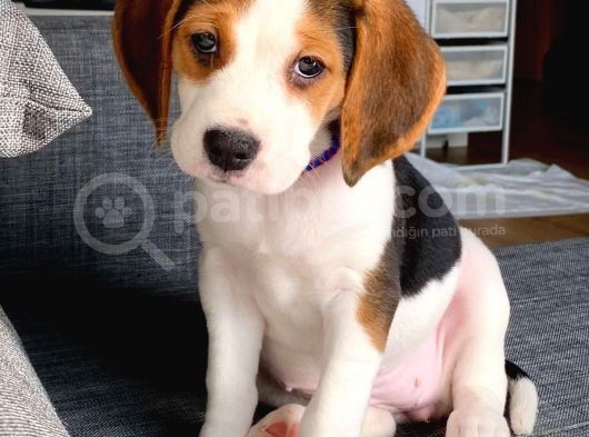 Köpek Üreti̇m Çi̇ftli̇ği̇ Beagle Yavrular görsel