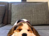 Köpek Üreti̇m Çi̇ftli̇ği̇ Beagle Yavrular