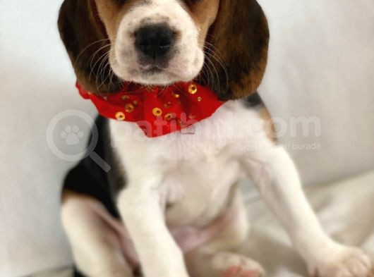 Köpek Üreti̇m Çi̇ftli̇ği̇ Beagle Yavrular görsel