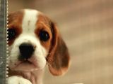 Köpek Üreti̇m Çi̇ftli̇ği̇ Beagle Yavrular