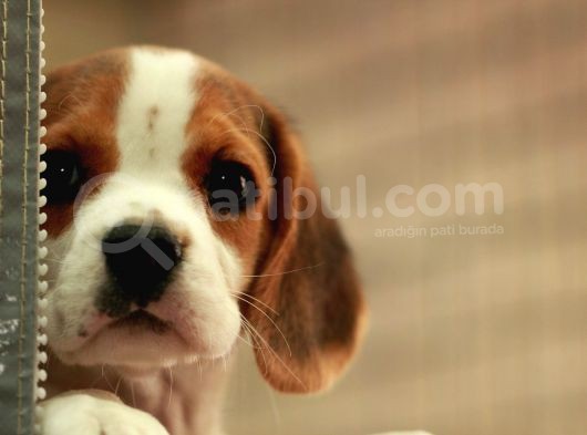 Köpek Üreti̇m Çi̇ftli̇ği̇ Beagle Yavrular görsel