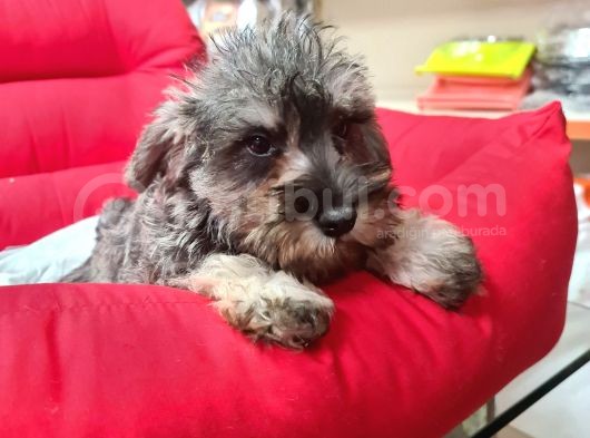 Köpek Çi̇ftli̇ği̇ Orji̇nal Schnauzer Yavrular görsel