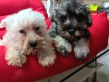 Köpek Çi̇ftli̇ği̇ Orji̇nal Schnauzer Yavrular
