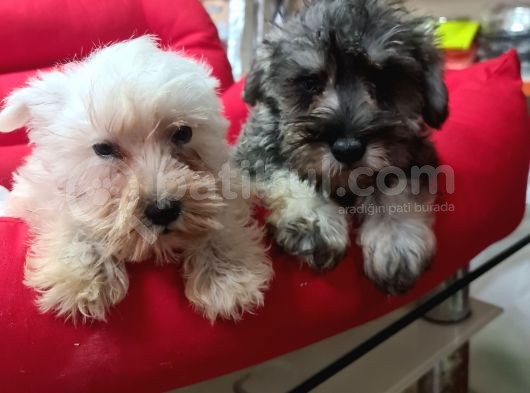 Köpek Çi̇ftli̇ği̇ Orji̇nal Schnauzer Yavrular görsel