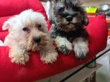 Köpek Çi̇ftli̇ği̇ Orji̇nal Schnauzer Yavrular
