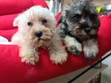 Köpek Çi̇ftli̇ği̇ Orji̇nal Schnauzer Yavrular