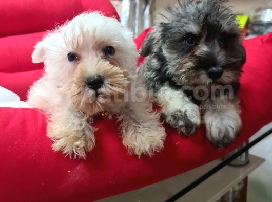 Köpek Çi̇ftli̇ği̇ Orji̇nal Schnauzer Yavrular görsel