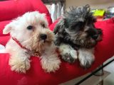Köpek Çi̇ftli̇ği̇ Orji̇nal Schnauzer Yavrular