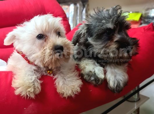 Köpek Çi̇ftli̇ği̇ Orji̇nal Schnauzer Yavrular görsel