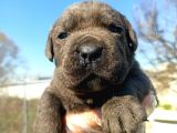Cane Corsa Yavrularımız Bursa Türkiye Tüm İller Ve Avrupaya  Gönderim Mevcuttur