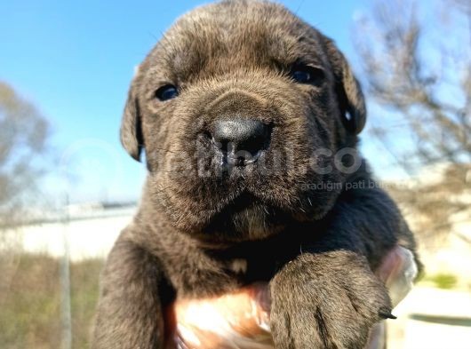 Cane Corsa Yavrularımız Bursa Türkiye Tüm İller Ve Avrupaya  Gönderim Mevcuttur görsel