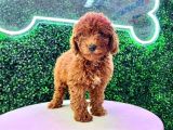 ARADIĞINIZ MALTİPOO YAVRULARI KUZEYPUPPİESTE