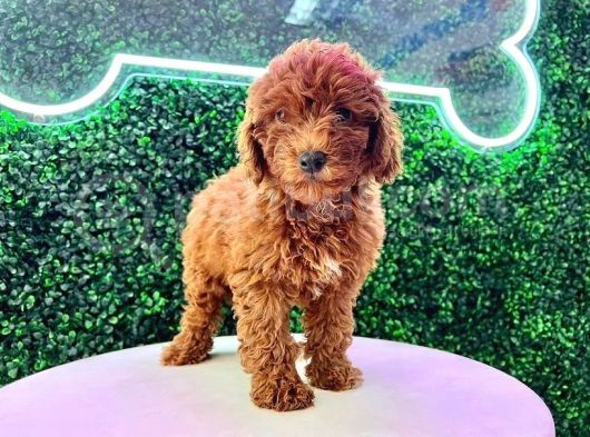 Aradiğiniz Malti̇poo Yavrulari Kuzeypuppi̇este