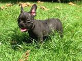 Her Renk French Bulldog Mevcut