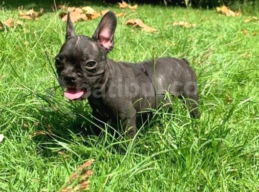 Her Renk French Bulldog Mevcut görsel