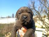 Cane Corsa Yavrularımız Bursa Türkiye Tüm İller Ve Avrupaya  Gönderim Mevcuttur
