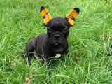 Her Renk French Bulldog Mevcut