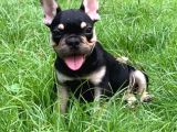 HER RENK FRENCH BULLDOG MEVCUT