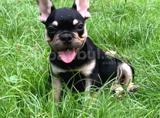 Her Renk French Bulldog Mevcut