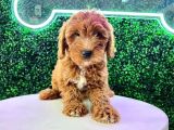 Aradiğiniz Malti̇poo Yavrulari Kuzeypuppi̇este
