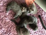 Yeni Yuvalarına Gitmeye Hazir Bebeklerimiz