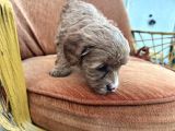 Orijinal Maltipoo Yavrularımız